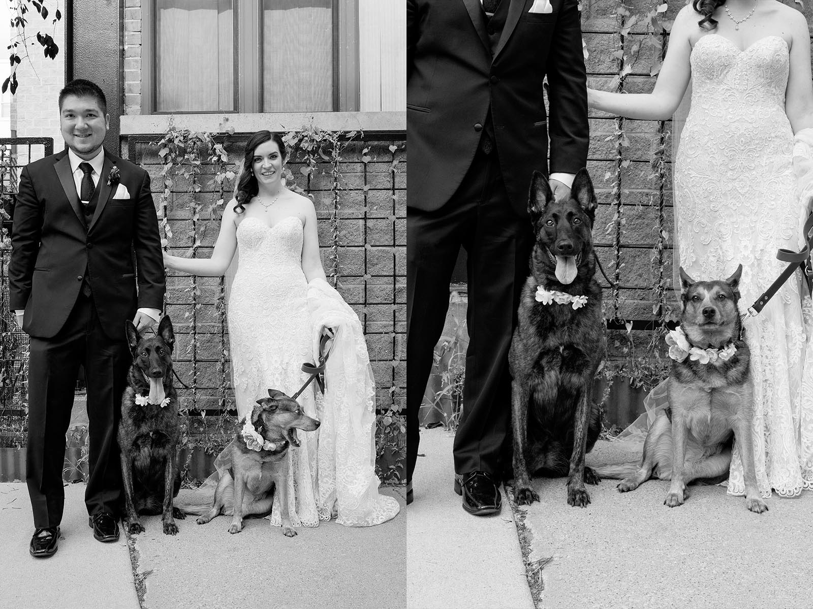 Bride Groom Dogs Picture