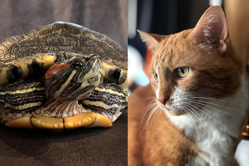 pets