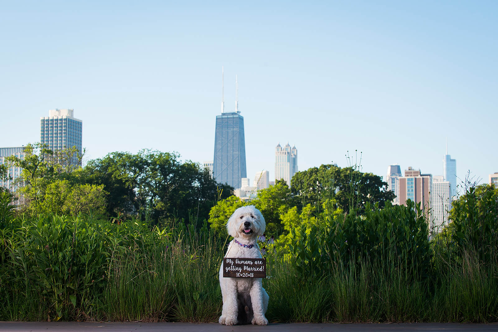 My Humans are getting married dog picture