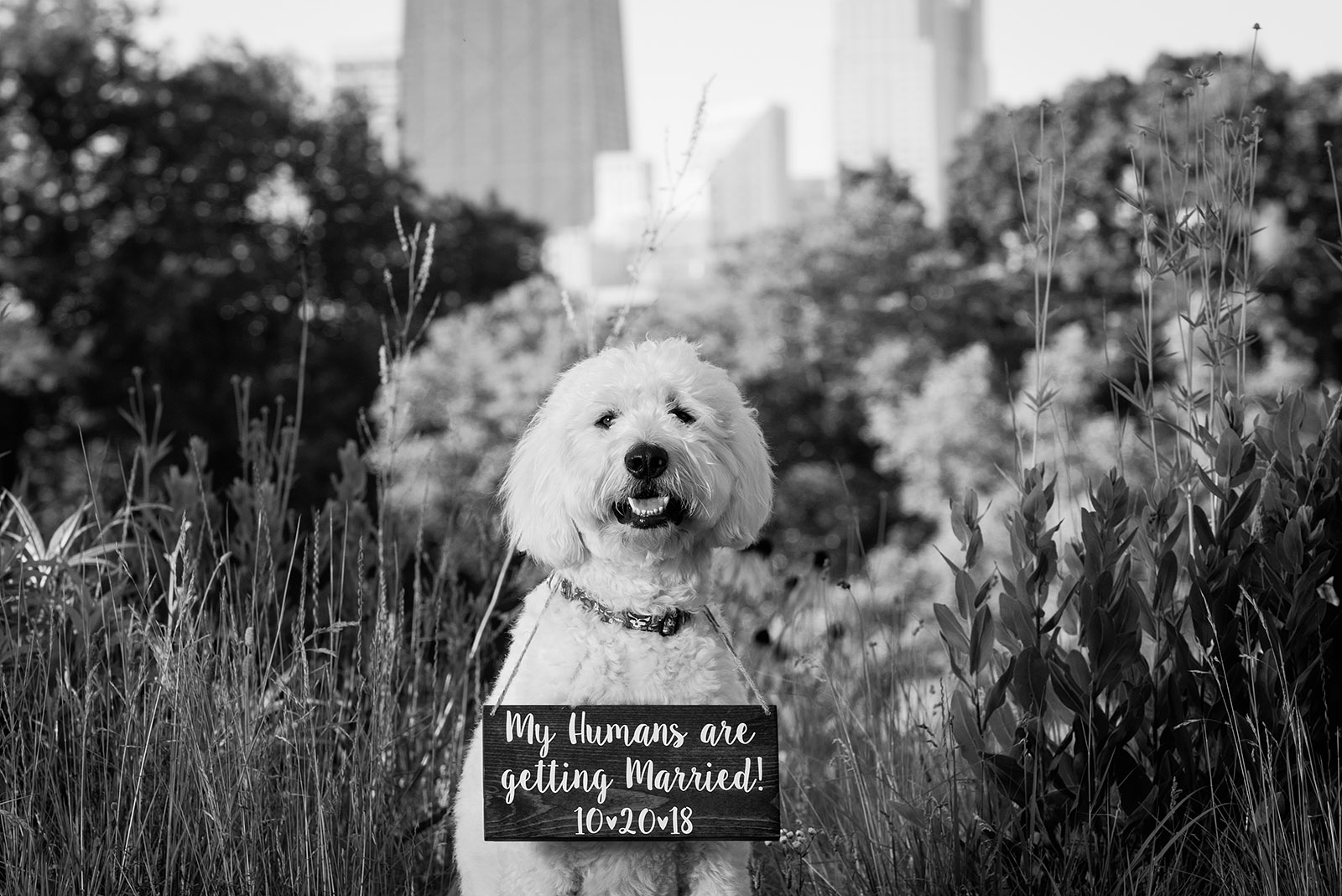 My Humans are getting married dog Engagement Pictures Inspiration